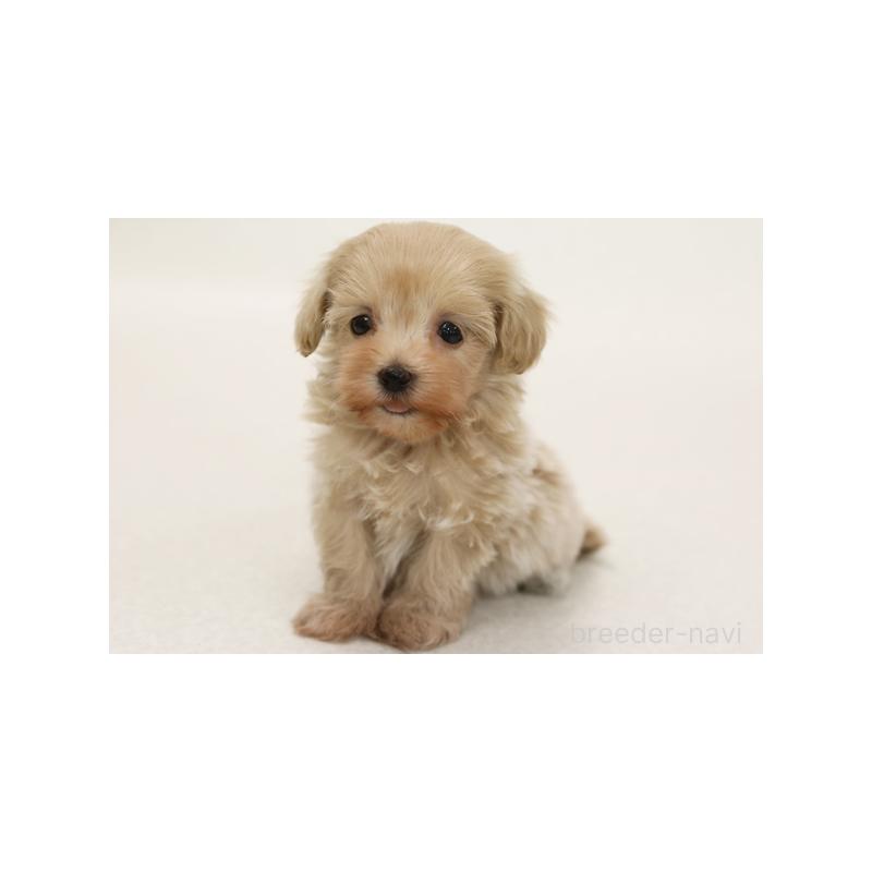 販売中の神奈川県のミックス犬-392043の2枚目